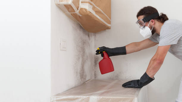 Professional Mold Cleanup technician working in Chester, NJ