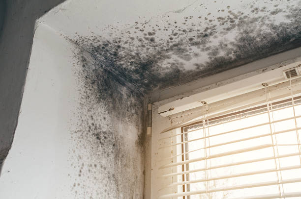 Affordable Mold Cleanup solutions in Chester, NJ